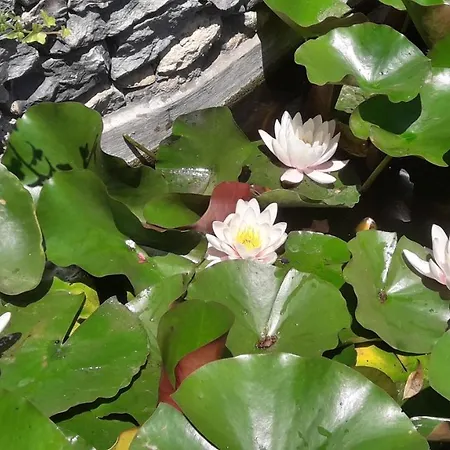 Casa Santo Stefano * Cernobbio